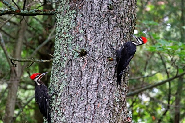 Male And Female Pileated Woodpeckers by Deb Oppermann